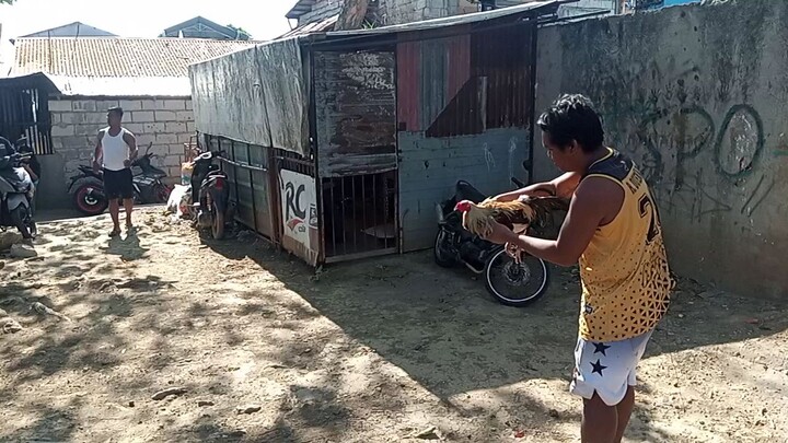 napalaban si talisay