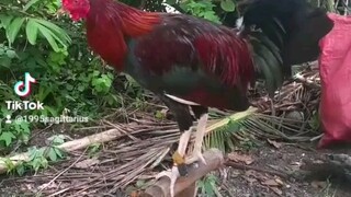 #papayalines