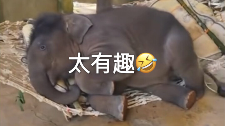 ลูกช้างตัวน้อยแกล้งทำเป็นเชื่อฟังมาก🤣