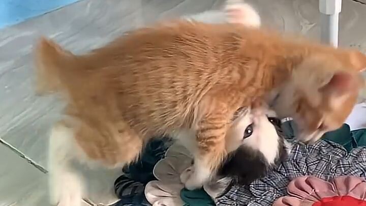 putih planga plongo❎ | putih tukang bully✅ | #cat #kitten #random