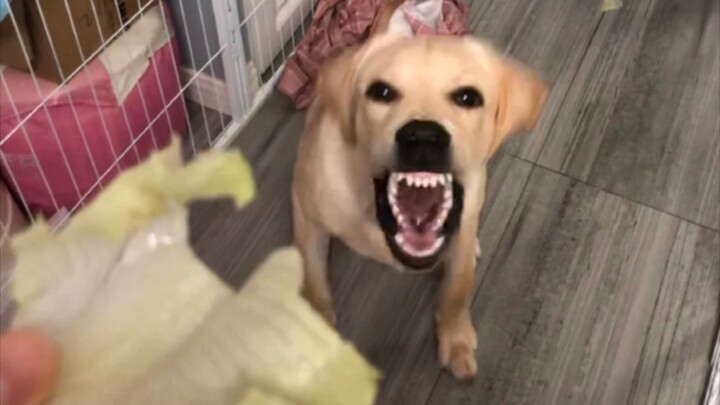 How quickly can a dog change its expression? It’s like two different dogs.