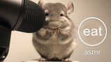 Eating video of Chinchilla