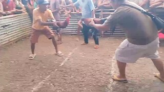 alimbuyugin wins