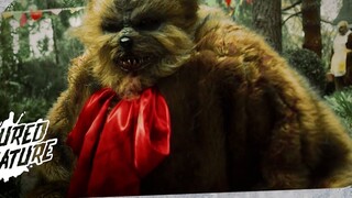 A man dressed up as a bear to surprise his girlfriend, but things went wrong! The reverse short film