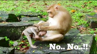 No.. No..!!,​Breaking​ Heart Baby Monkey Rex​ Weaned By Mum, Rose Often Wean Her Baby Like This
