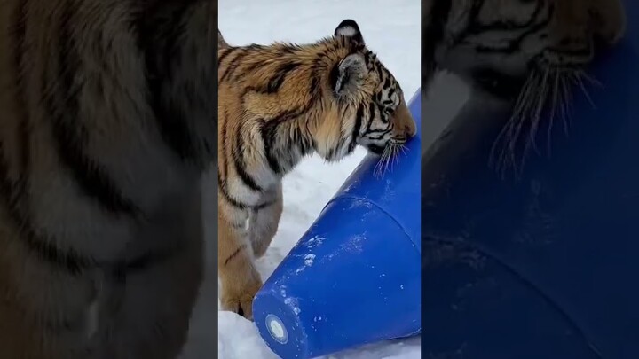 ALL of the toys for Dash   #elfitup #tiger #ArbysDiabloDare #tigertoy #funny #rescuecat #shorts
