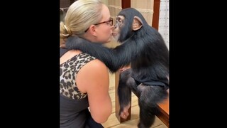 The orangutan was raised by humans and then sent back to the zoo. It was not until many years later 