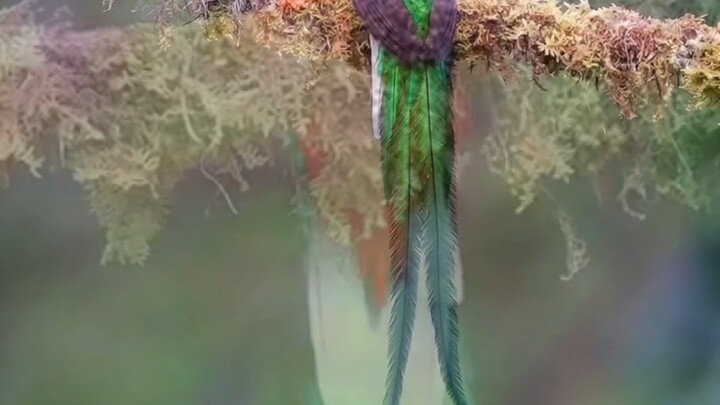 ช่างภาพเฝ้ารออยู่ 45 วัน จนในที่สุดก็ถ่ายภาพ “หงส์แห่งโลกมนุษย์” ได้สำเร็จ ที่แท้ตำนานอาลั่งในนิทานป