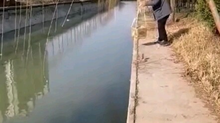 A cat fell into the river and was rescued by a kind person.