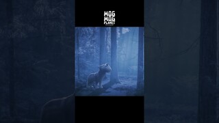 Wolf - MOGMOG PLANET Observation Diary | It's Anime #shorts #anime #animals