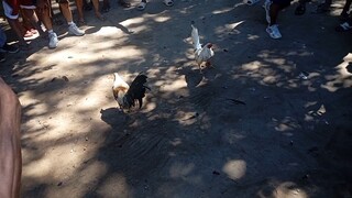 Sinibalang yellow legged(Nov 01,2025)Win