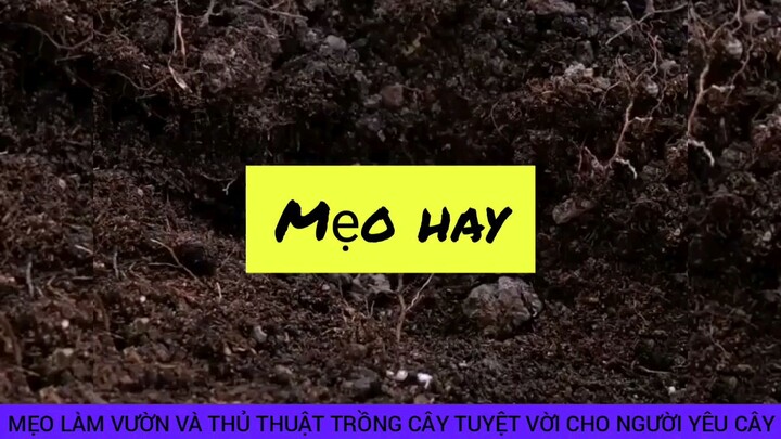 thủ thuật trồng cây siêu hay