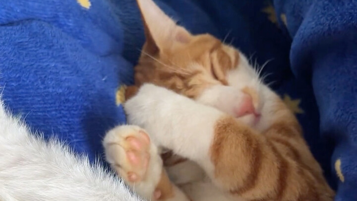 This is when the kitten smells the strongest.