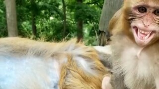 “Khỉ 🐵: Mày là ai thế?”