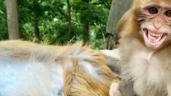 القرد 🐵: من أنت بحق الجحيم؟