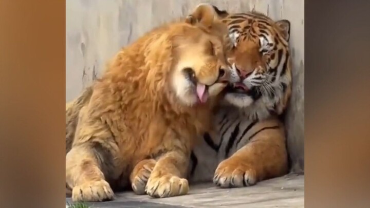 A lion that just has to stick close to the tiger