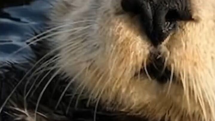just chillin otter