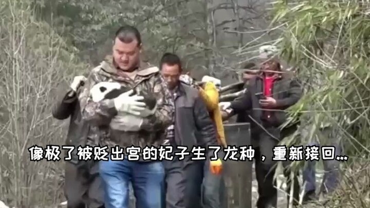 The giant panda looks just like a concubine who was banished from the palace, bore an imperial heir,