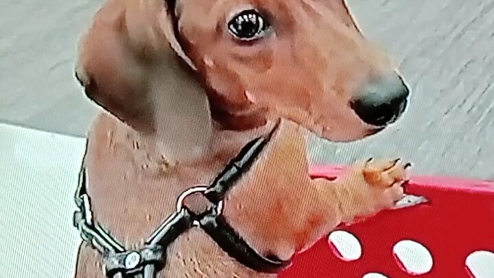 Dauschund.