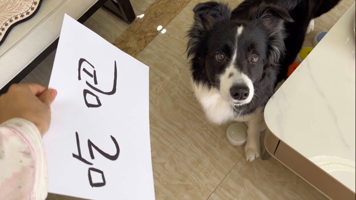 The sky is falling—my puppy has become disobedient!