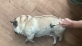 Động vật|Chú chó Pug béo toàn thân đầy thịt