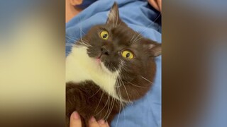 Úi giời ơi , tui đang sống chung với con sen đa nhân cách hảaaa meo meow cat meocute fypシ