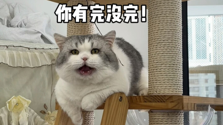 How to Drive Your Cat Crazy During Home Quarantine