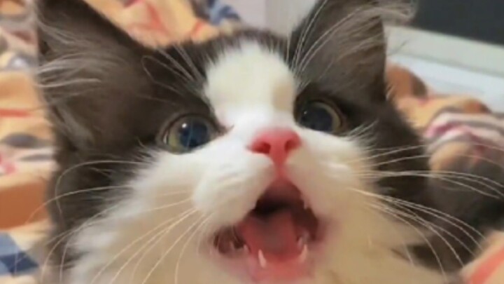 “It’s like it knows how cute it is!”