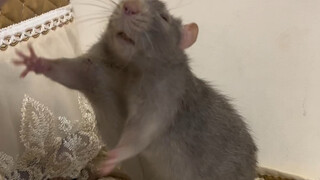 A big gray mouse with an incredibly nice personality