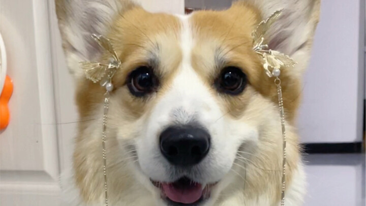 How can you resist stuffing a couple more red envelopes into this adorable puppy during the New Year