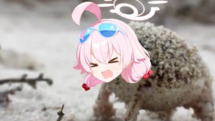 【الأرشيف الأزرق السماوي】تعتقد أنها ضفدع مطر صحراوي، لكنها في الحقيقة عَمّي الماء!