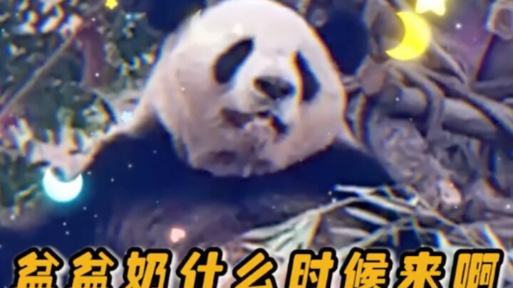 Gia tộc Mỹ Lan không bao giờ nuôi gấu nhàn rỗi.