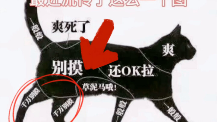 Memang benar-benar tidak boleh menyentuh kaki belakang kucing?!