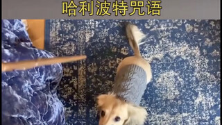 【HP】咒语〈搬运）