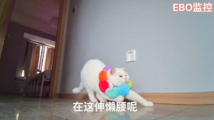 What Are Cats Up to When You’re Not Home?