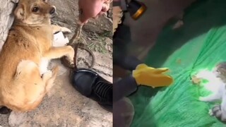 Thí nghiệm so sánh cứu chó và cứu mèo