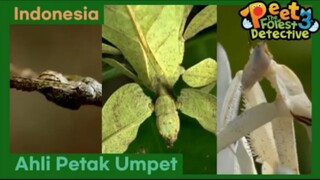 Temukan Ahli Petak Umpet - Peet The Forest Detective 3 (Bahasa Indonesia)