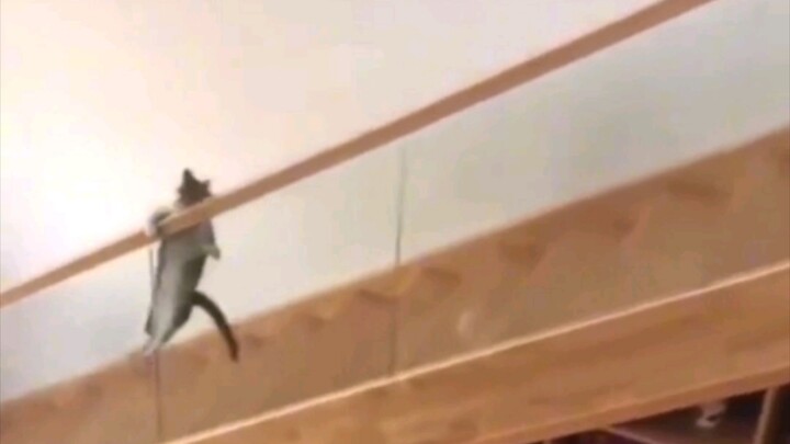 تعالَ لجلسة علاجية مهدِّئة مع القطط!