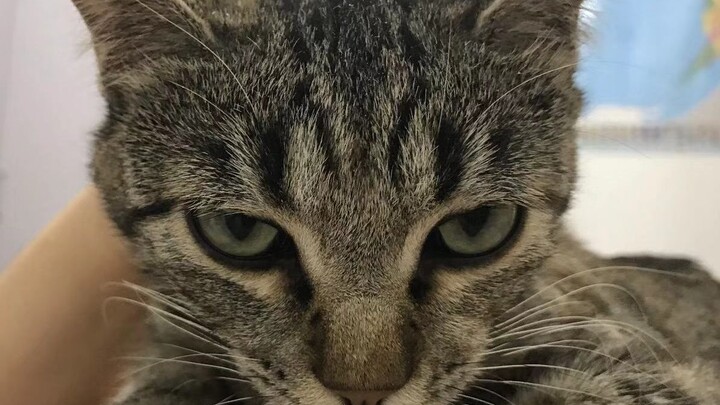 [Yuèyuè] Tough on the outside, a total goofball on the inside.