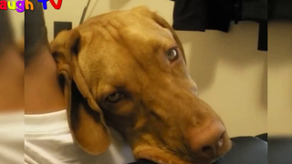 Big Dogs น่ารักและตลกคิดว่าพวกเขาคือ Lap Dogs Compilation - Funny Dogs Vines 2016