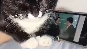 Black Cat #Marry my husband 😅