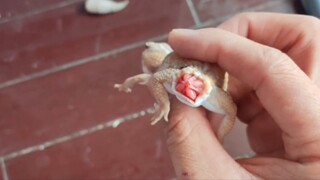 The gecko's tail is broken, but it's still quite energetic...