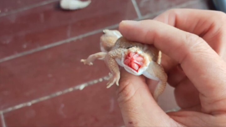 The gecko's tail is broken, but it's still quite energetic...