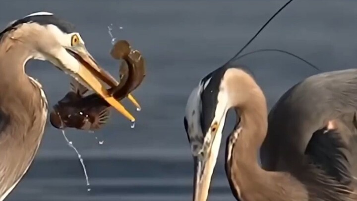 Động tác săn mồi của chim đẹp quá đi thôi!