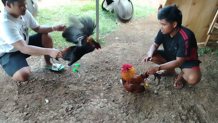 Gilmore Melsims vs Duke Hulsey Gey x Gold