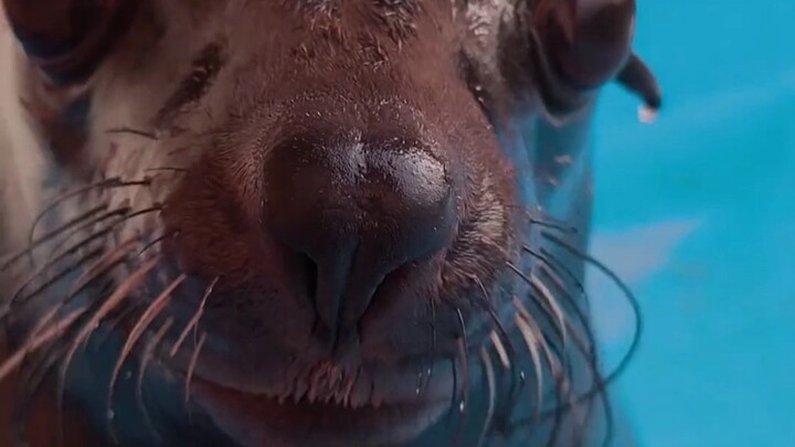 ชื่อเล่นของมันสามารถเขียนเป็นบทความได้เลย