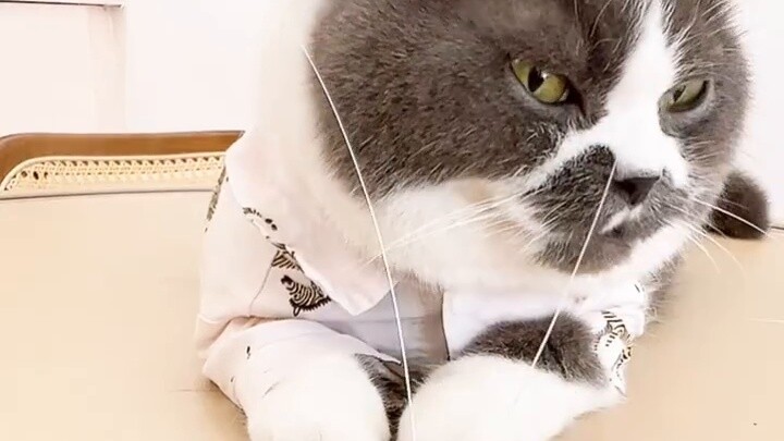 Daily supers*ons for cat owners, make a wish now!