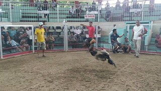 Pumpkin Hatch X Gilmore unscratch