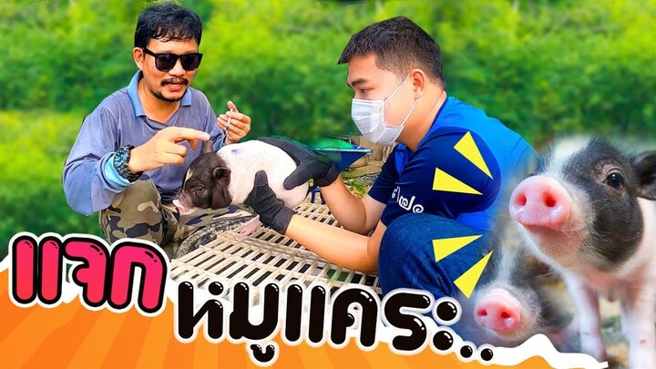 แจก พ่อแม่พันธุ์หมูแคระ สร้างอาชีพ ..จับฉีดยาทั้งฟาร์ม