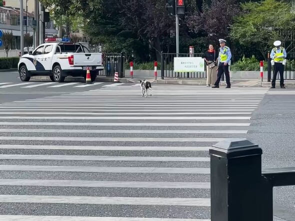Dog: Only police dogs can handle me.